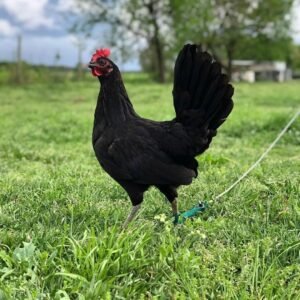 Brownred hen