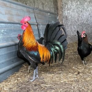 Brownred brood pen