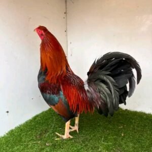 Brownred Asil